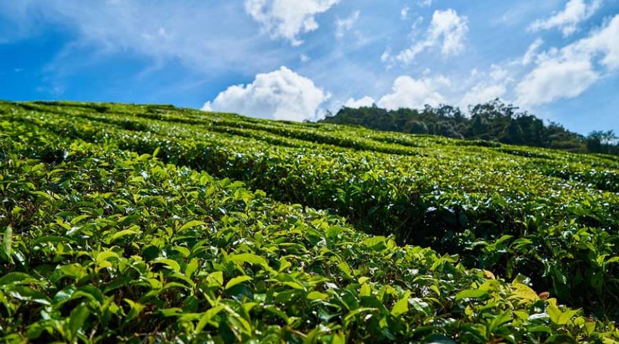 Handunugoda Tea Factory - Gallery Image 2