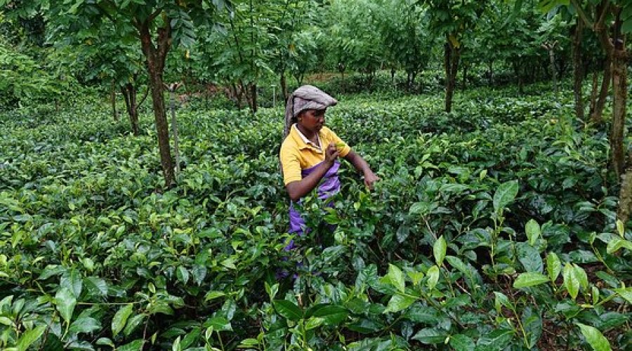 Handunugoda Tea Factory - Gallery Image 4