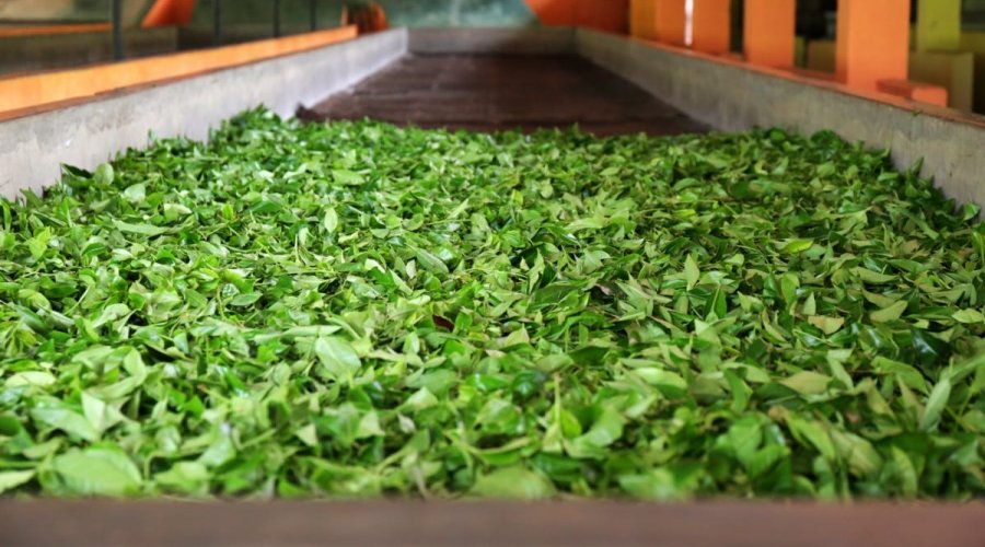 Handunugoda Tea Factory - Gallery Image 5