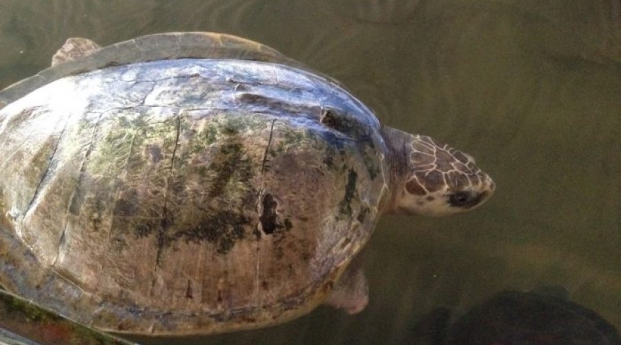 koggala sea turtle farm & hatchery - Gallery Image 2