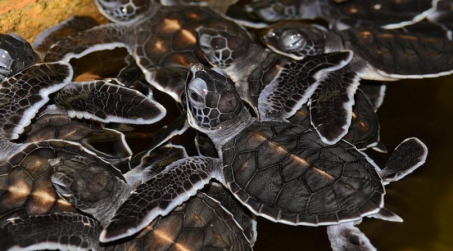 koggala sea turtle farm & hatchery - Gallery Image 5