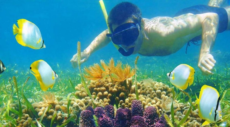 Snorkeling - Gallery Image 3