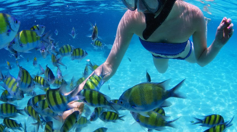 Snorkeling - Gallery Image 6