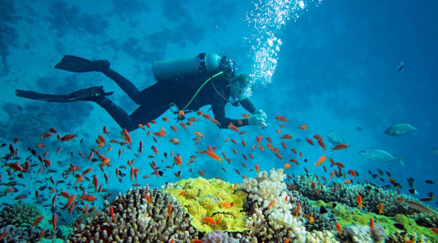 Diving - Gallery Image 2