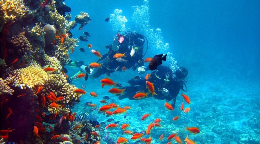 Diving - Gallery Image 3