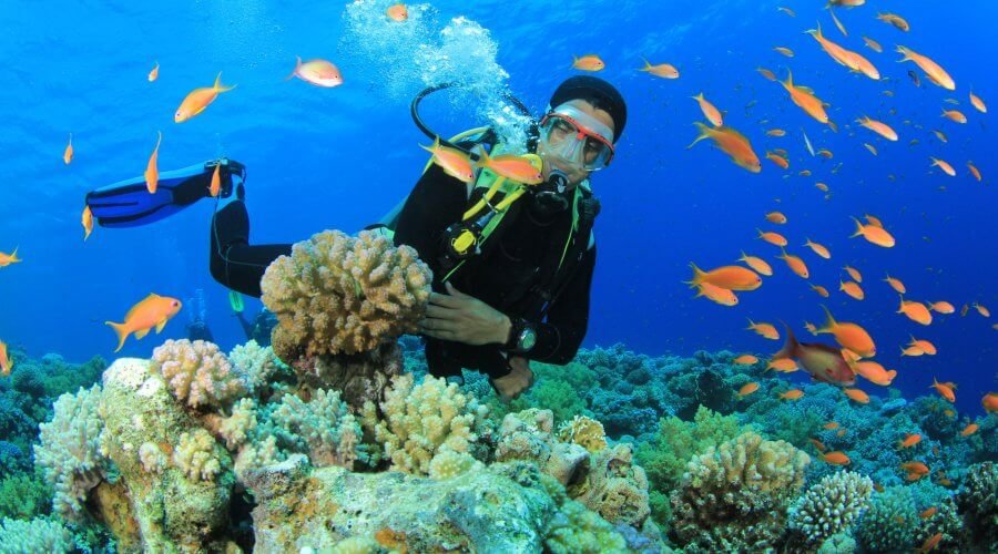 Diving - Gallery Image 4