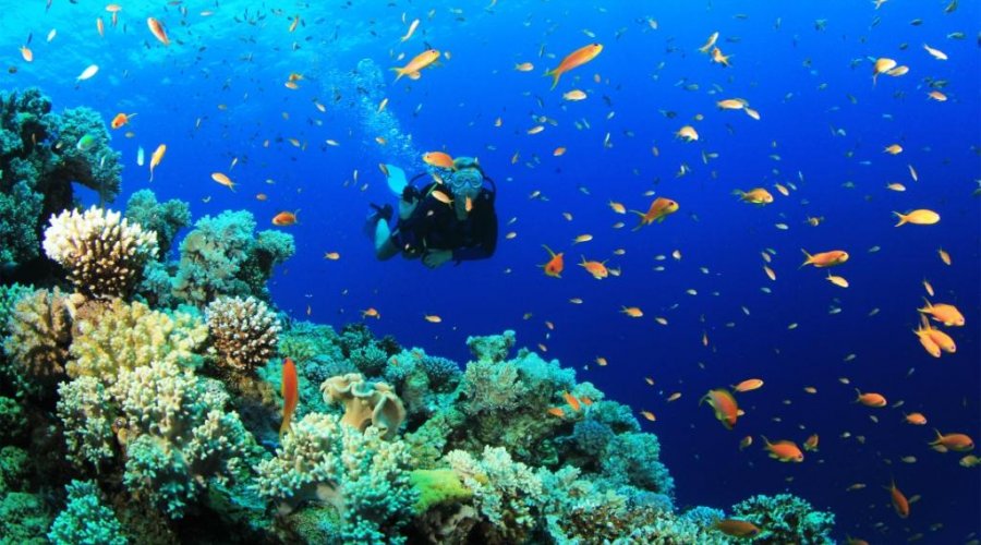 Diving - Gallery Image 6