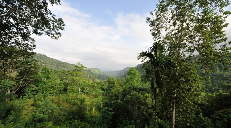 Kanneliya Rain Forest - Gallery Image 4