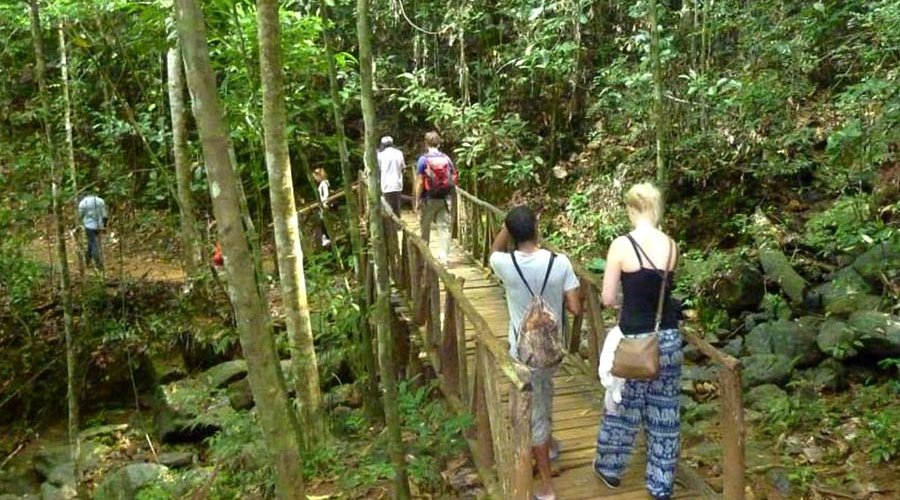 Kanneliya Rain Forest - Gallery Image 5