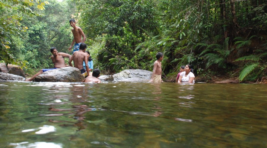 Kanneliya Rain Forest - Gallery Image 6
