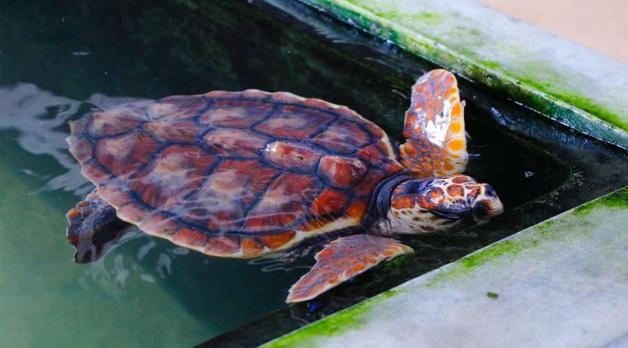 koggala sea turtle farm & hatchery - Gallery Image 3