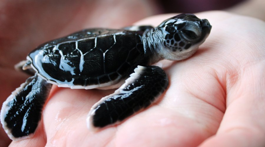 koggala sea turtle farm & hatchery - Gallery Image 4