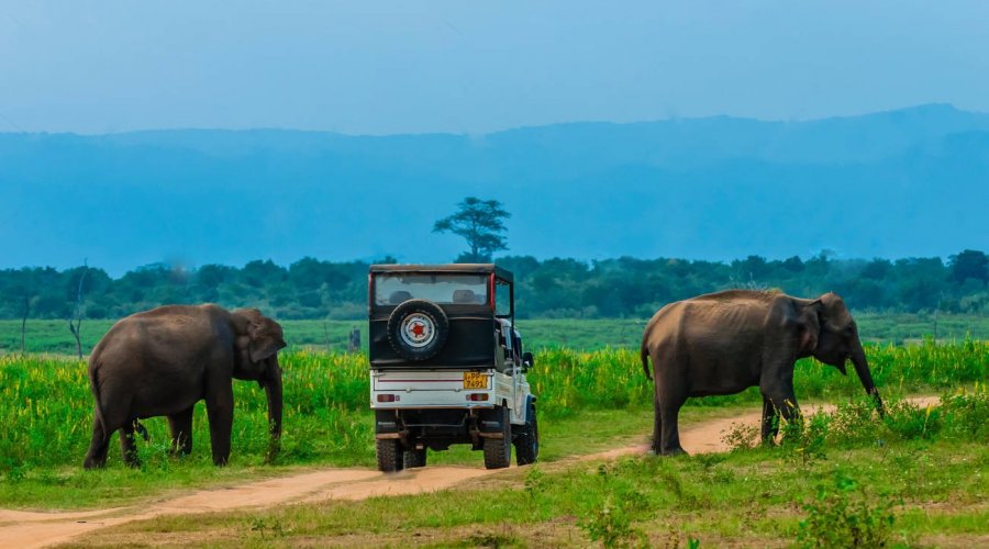 Wild Life Safari