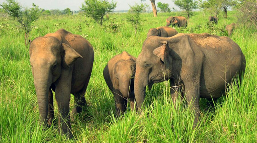 Wild Life Safari - Gallery Image 2