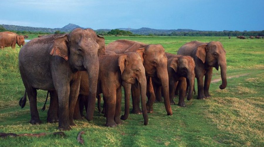 Wild Life Safari - Gallery Image 3