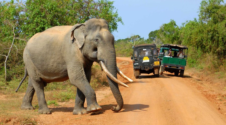 Wild Life Safari - Gallery Image 4