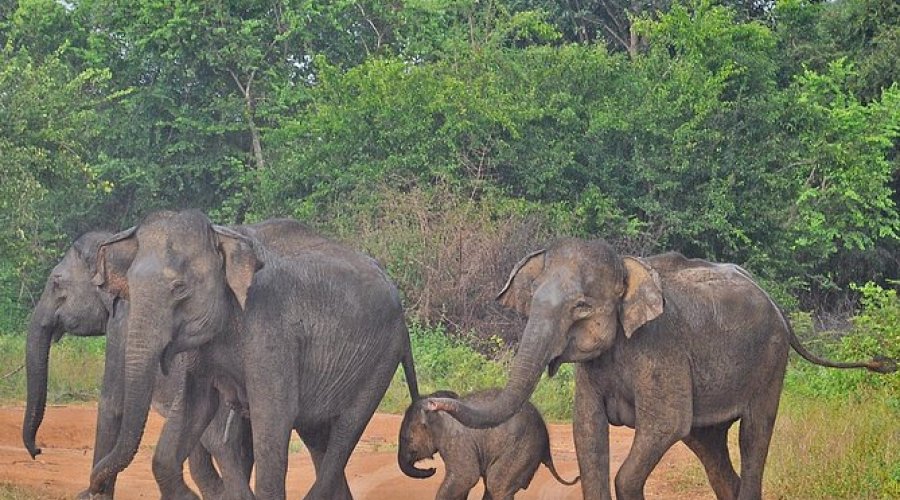 Wild Life Safari - Gallery Image 5