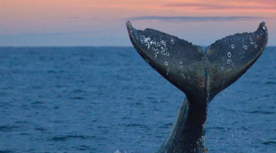 Whale Watching