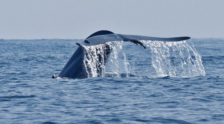 Whale Watching - Gallery Image 2