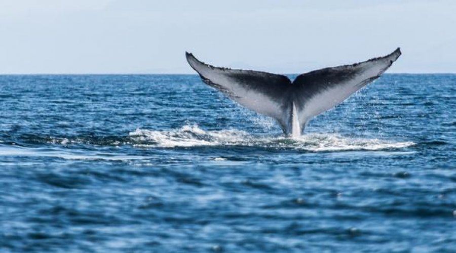 Whale Watching - Gallery Image 3