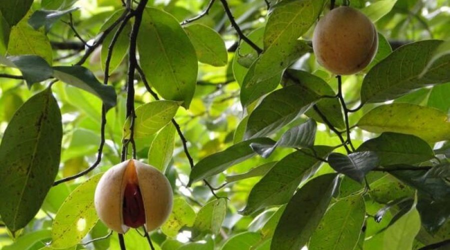 Herbal and spice garden - Gallery Image 2