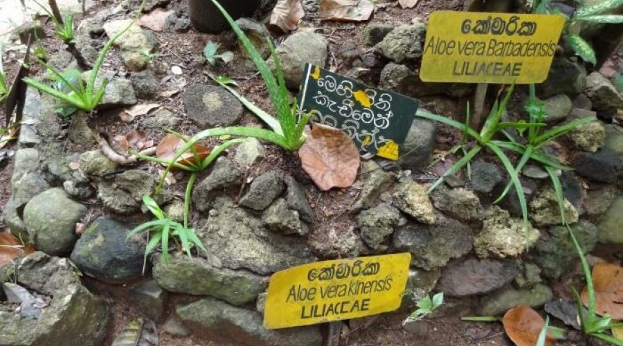 Herbal and spice garden - Gallery Image 4