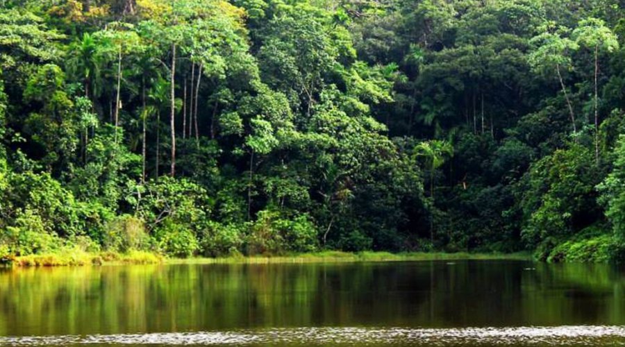 Kanneliya