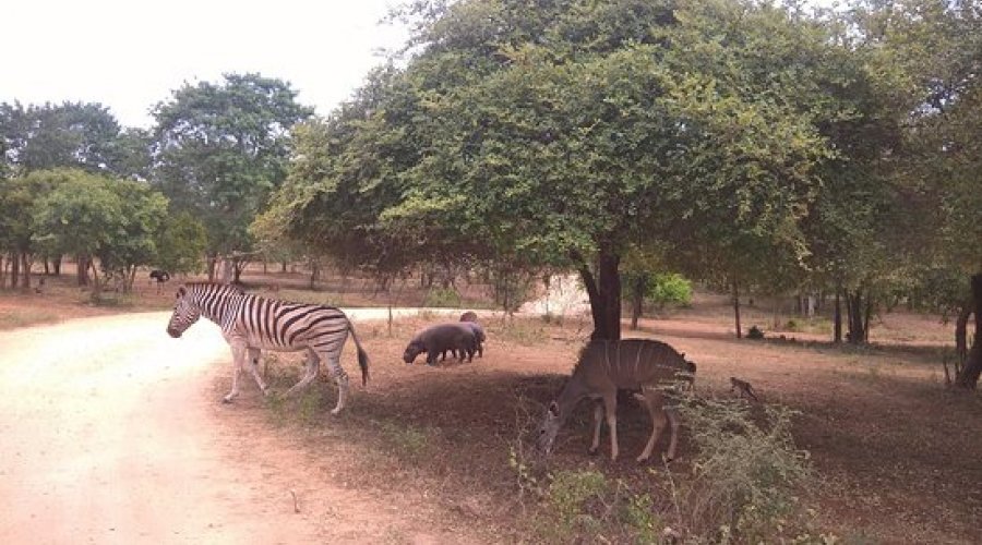 Ridiyagama Safari - Gallery Image 2