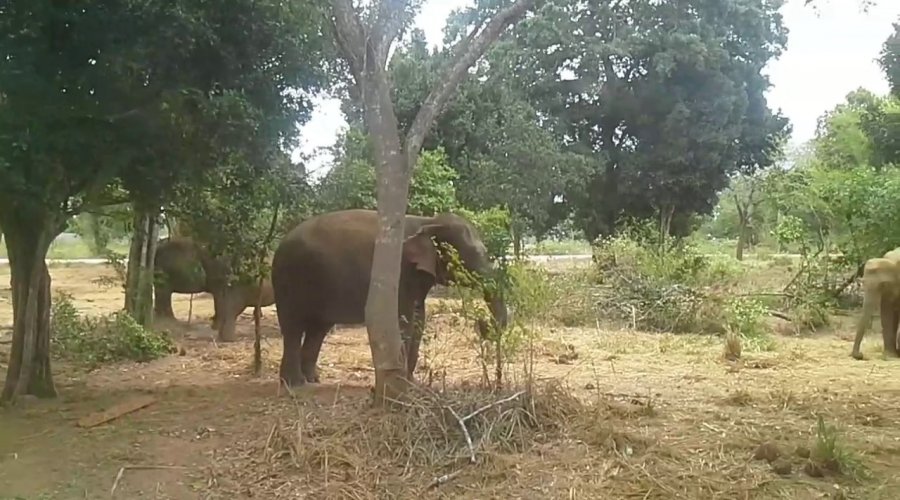 Ridiyagama Safari - Gallery Image 3
