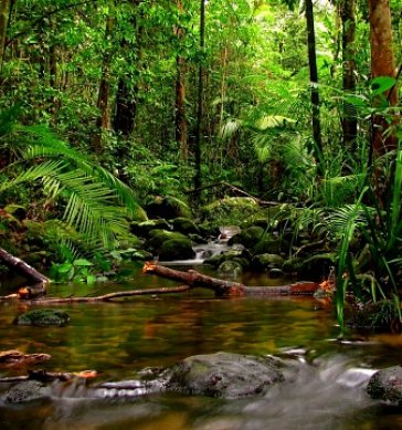 Sinharaja Rain Forest