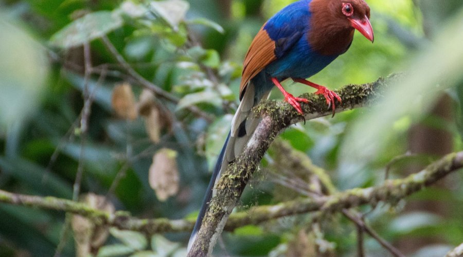 Sinharaja Rain Forest - Gallery Image 2