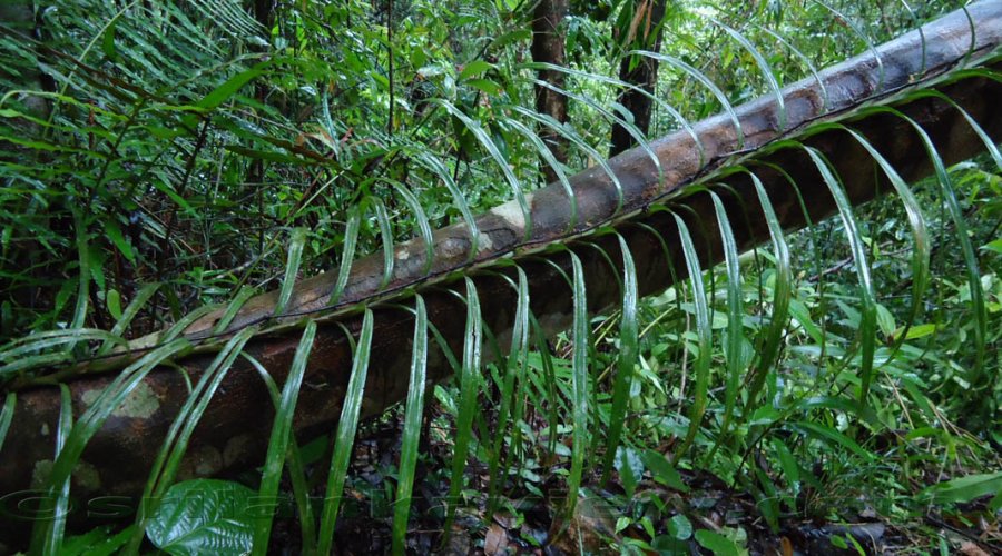 Sinharaja Rain Forest - Gallery Image 3