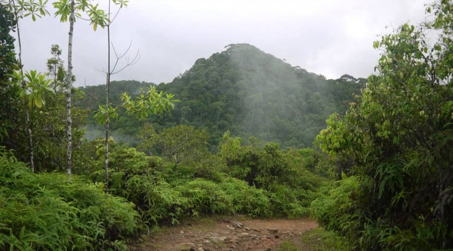 Sinharaja Rain Forest - Gallery Image 4