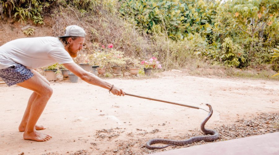 Snake farm - Gallery Image 3