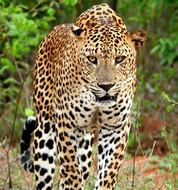 Yala National Park