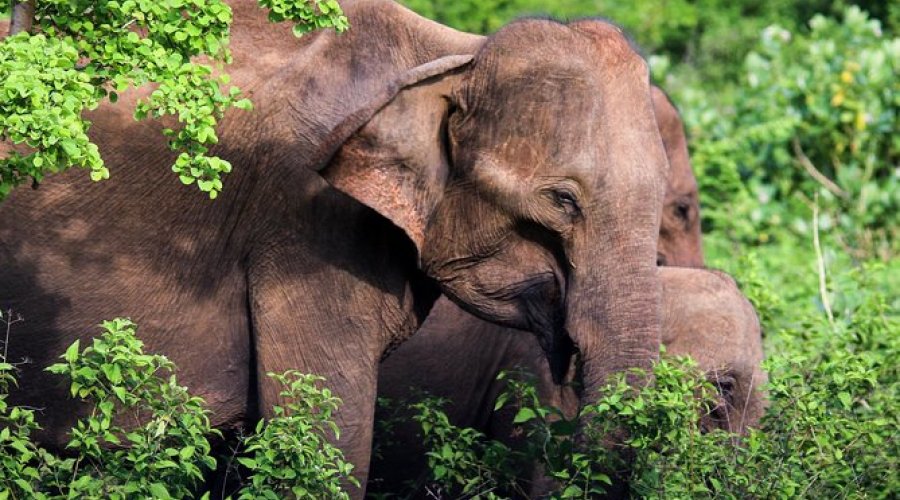 Yala National Park - Gallery Image 2