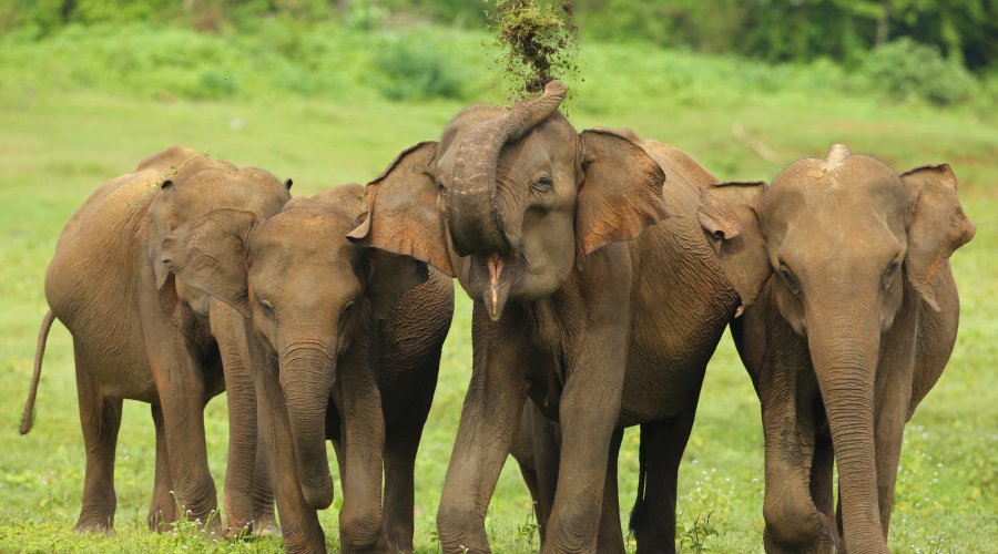 Yala National Park - Gallery Image 3