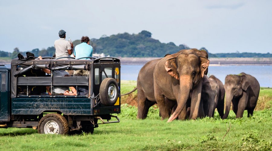 Yala National Park - Gallery Image 4