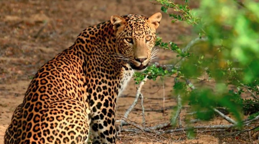 Yala National Park - Gallery Image 6