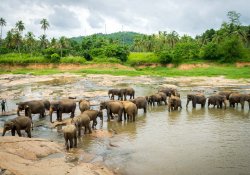 Kandy - One Day Tour - Gallery Image 2