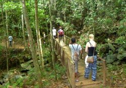 Kanneliya Rain Forest Tour - Gallery Image 4