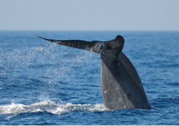 Mirissa Whale Watching Day Tour