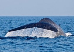 Mirissa Whale Watching Day Tour - Gallery Image 2