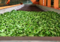 Handunugoda Tea Factory Day Tour - Gallery Image 2