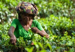 Handunugoda Tea Factory Day Tour - Gallery Image 4