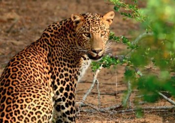 Yala or Udawalawe Safari Day Tour
