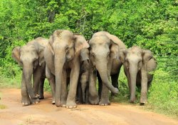 Yala or Udawalawe Safari Day Tour - Gallery Image 2