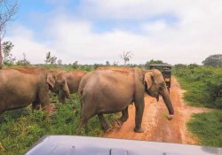 Yala or Udawalawe Safari Day Tour - Gallery Image 3