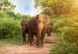 Yala or Udawalawe Safari Day Tour - Gallery Image 4