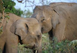 Yala or Udawalawe Safari Day Tour - Gallery Image 5
